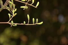 Ligustrum robustum subsp. walkeri